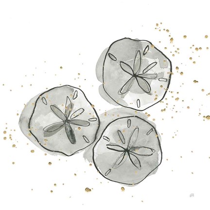 Framed Sand Dollar III Print