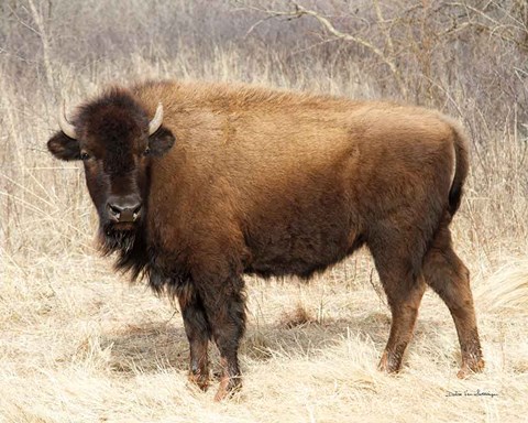 Framed American Bison I Print