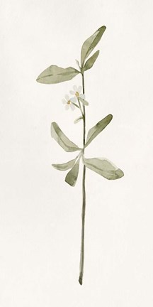 Framed Early Blooms II Print