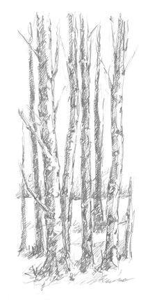 Framed Birch Tree Sketch I Print