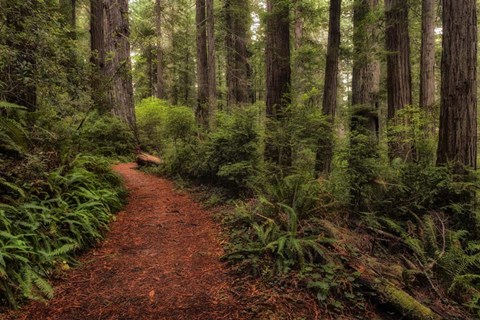 Framed Walk in the Woods II Print