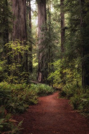 Framed Forest Path I Print