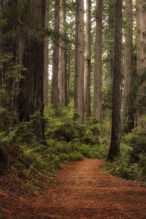 Framed Forest Path II Print