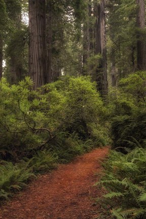 Framed Forest Path III Print