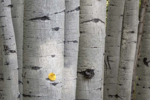 Framed Stuck On You Too Print