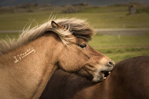 Framed Rough Play Print