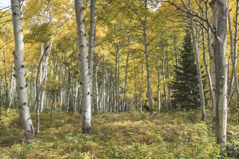 Framed Aspen Grove I Print