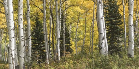 Framed Aspen Panorama Print