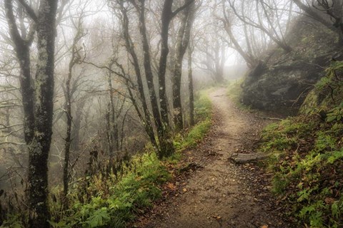 Framed Narrow Path Print