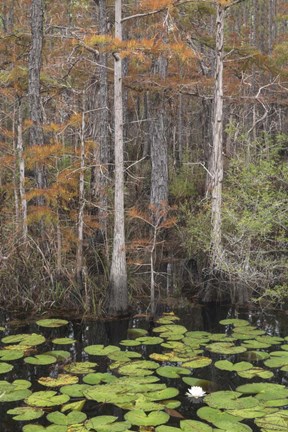 Framed Black Water II Print