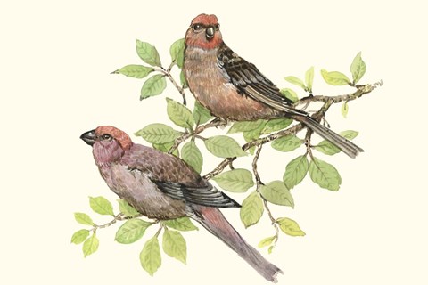 Framed Song Birds II Print