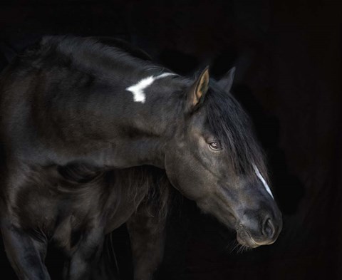 Framed Equine Portrait IV Print