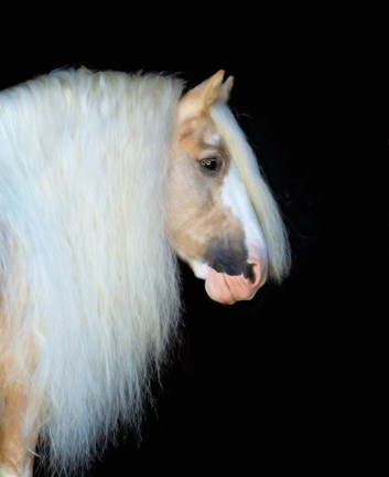 Framed Equine Portrait VIII Print