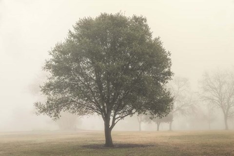 Framed Trees in the Fog I Print