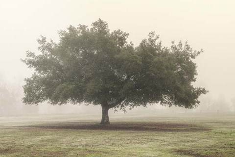 Framed Trees in the Fog II Print
