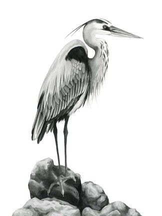 Framed Shoreline Heron in B&amp;W I Print