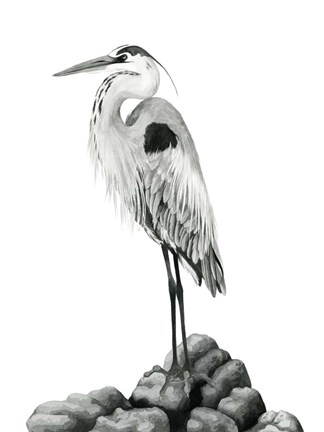 Framed Shoreline Heron in B&amp;W II Print