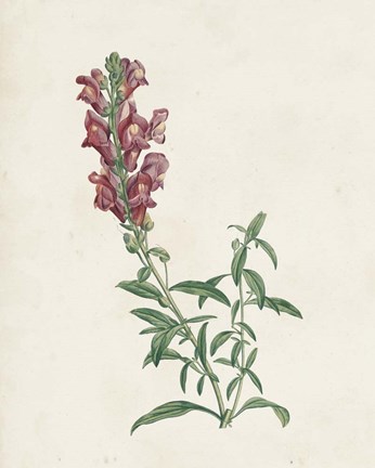 Framed Classic Botanicals IV Print