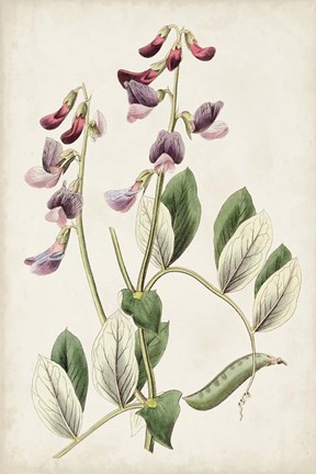 Framed Antique Botanical Collection I Print