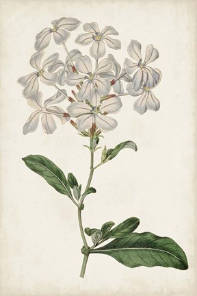Framed Antique Botanical Collection VIII Print
