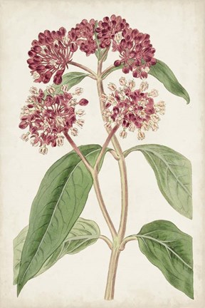 Framed Antique Botanical Collection XI Print