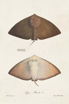 Framed Antique Rays II Print