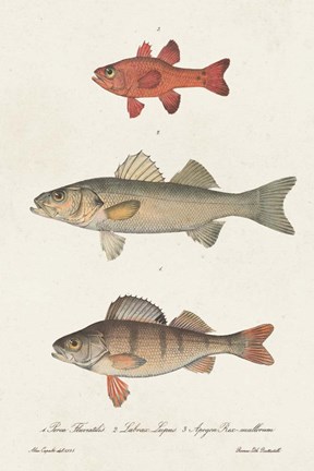 Framed Species of Antique Fish II Print