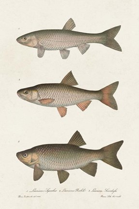 Framed Species of Antique Fish IV Print