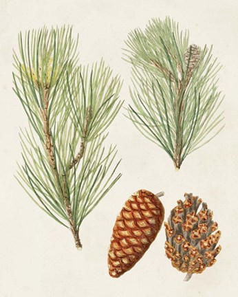 Framed Antique Pine Cones I Print