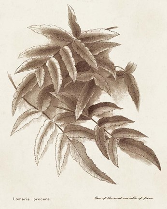 Framed Sepia Fern Varieties IV Print