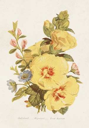 Framed Antique Floral Bouquet VI Print