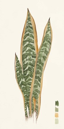 Framed Snake Plants I Print