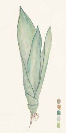 Framed Snake Plants II Print