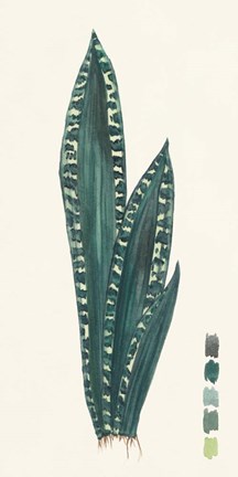 Framed Snake Plants III Print
