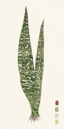 Framed Snake Plants IV Print