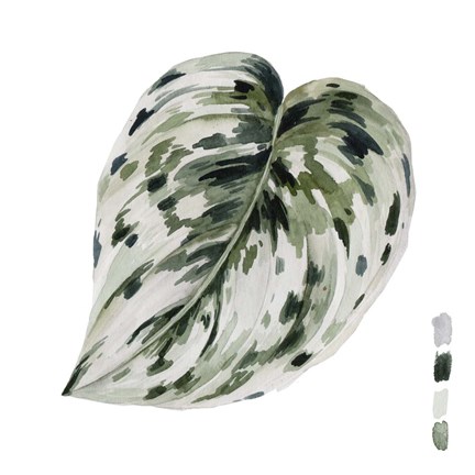 Framed Scindapsus I Print