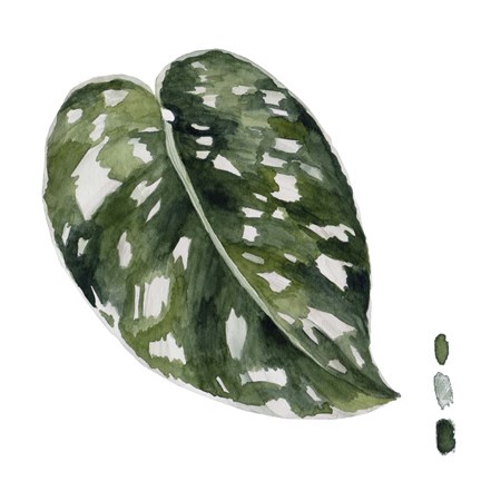 Framed Scindapsus II Print