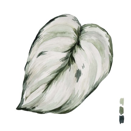 Framed Scindapsus III Print