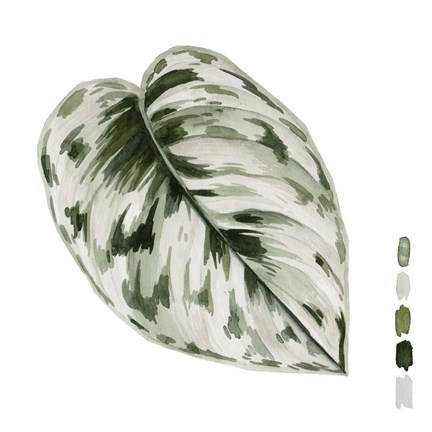 Framed Scindapsus IV Print