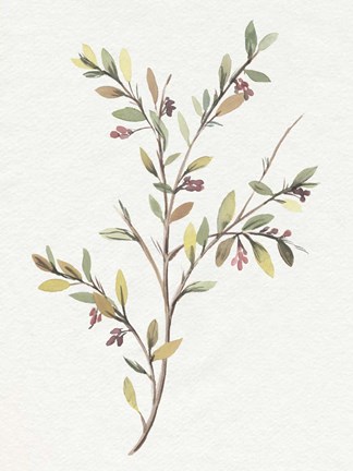 Framed Single Sprig II Print