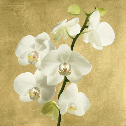Framed Orchids on a Golden Background II Print