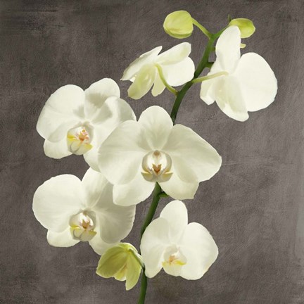 Framed Orchids on Grey Background II Print