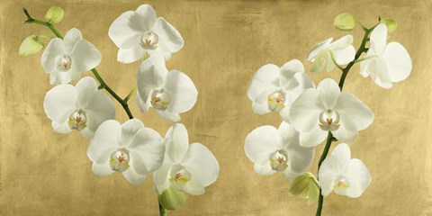 Framed Orchids on a Golden Background Print