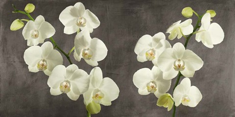 Framed Orchids on Grey Background Print