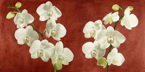 Framed Orchids on Red Background Print