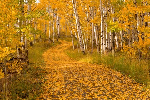 Framed Aspen Tree Trunks Print