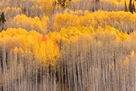 Framed Beckwith Aspens Print