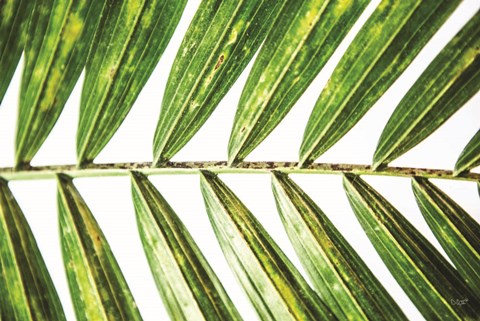 Framed Leaf Study I Print