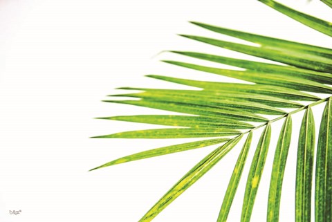 Framed Leaf Study III Print