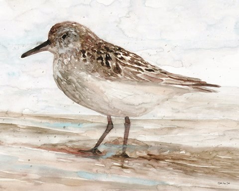 Framed Sanibel Piper 1 Print